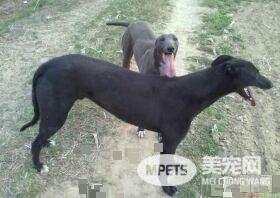 意大利灵缇犬吃什么 不论吃什么营养最重要