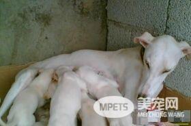 白色灵缇犬贵吗 根据血统来决定灵缇犬价格