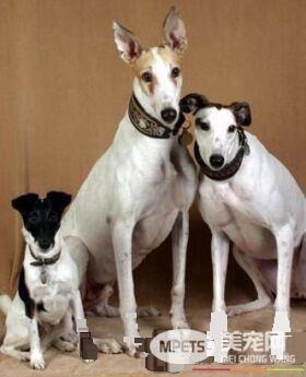 白色灵缇犬贵吗 根据血统来决定灵缇犬价格