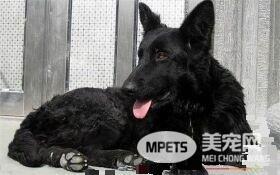 比利时牧羊犬性格 性格非常的独特坚强傲气