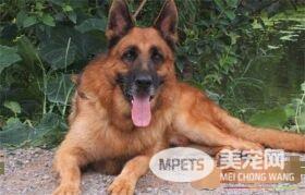 比利时牧羊犬性格 性格非常的独特坚强傲气