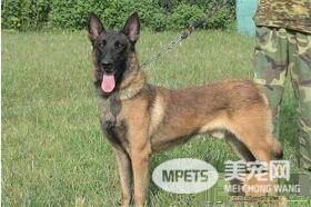 比利时牧羊犬凶猛吗 警戒心强聪颖机警