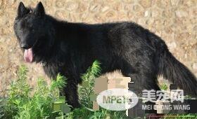 比利时牧羊犬凶猛吗 警戒心强聪颖机警