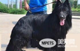 比利时牧羊犬优缺点 天生聪明喜欢保护羊群