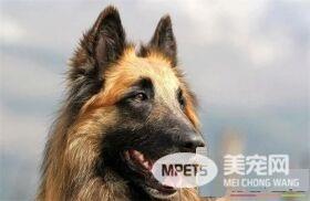 比利时牧羊犬优缺点 天生聪明喜欢保护羊群
