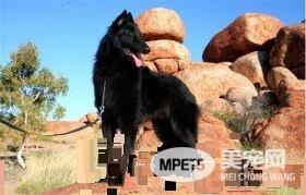 比利时牧羊犬有几种 一共有四个品种的种类
