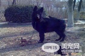 比利时牧羊犬有几种 一共有四个品种的种类