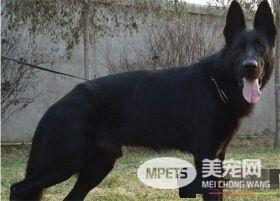 比利时牧羊犬怎么辨别 比利时牧羊犬外观辨别