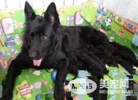 比利时牧羊犬听话吗 对主人热爱友善