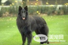 比利时牧羊犬听话吗 对主人热爱友善