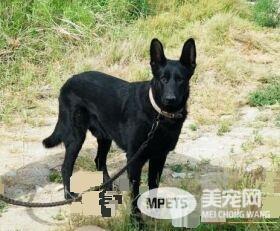 比利时牧羊犬特征 比利时牧羊犬习性