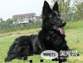 比利时牧羊犬特征 比利时牧羊犬习性