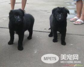 比利时牧羊犬特点 比利时牧羊犬性格特点