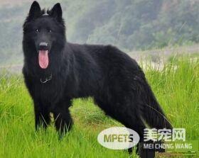 比利时牧羊犬特点 比利时牧羊犬性格特点