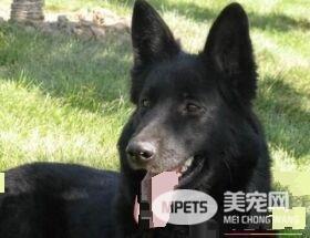 比利时牧羊犬寿命 寿命范围在10岁左右