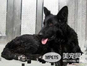 比利时牧羊犬寿命 寿命范围在10岁左右