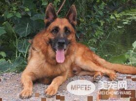 比利时牧羊犬是马犬吗 马犬也是比利时牧羊犬