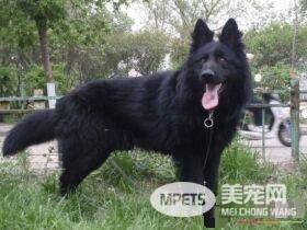 比利时牧羊犬是马犬吗 马犬也是比利时牧羊犬