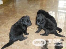 比利时牧羊犬是否温顺 比利时牧羊犬警戒心强