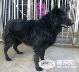比利时牧羊犬是否温顺 比利时牧羊犬警戒心强