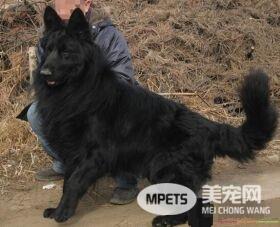 比利时牧羊犬配种 有四种不同的类型