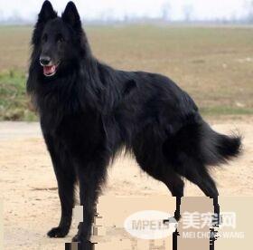 比利时牧羊犬配种 有四种不同的类型