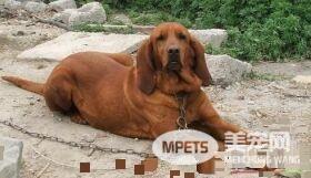 寻血猎犬有几种 一般把猎犬分为三大类