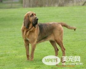 寻血猎犬有几种 一般把猎犬分为三大类