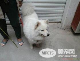 银狐犬和萨摩耶对比 银狐犬和萨摩耶外形特征