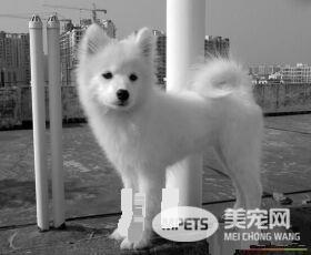 银狐犬和萨摩耶对比 银狐犬和萨摩耶外形特征