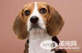 比格犬怎么除体味 洗澡去除比格的体臭