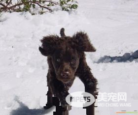 爱尔兰雪达犬多少斤 它的生理指标
