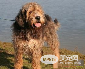 奥达猎犬掉毛不 掉毛比较严重