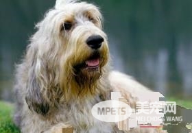 奥达猎犬掉毛不 掉毛比较严重