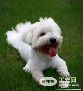 西高地白梗凶吗 会拿它当作狩猎犬