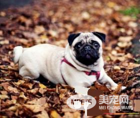 巴哥犬吃什么狗粮最好 中软型专用狗粮
