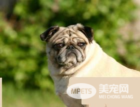 巴哥犬吃什么狗粮最好 中软型专用狗粮