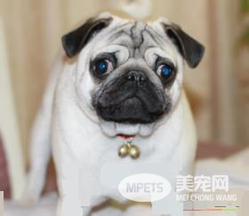 巴哥犬长得快吗 巴哥犬是一种小型犬类