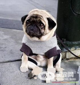 巴哥犬长得快吗 巴哥犬是一种小型犬类