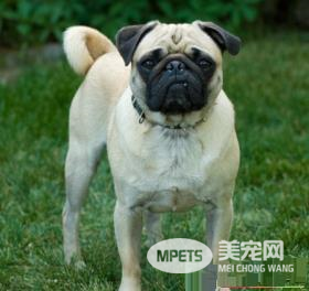 巴哥犬不能吃什么 种子是完全不能吃