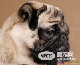 巴哥犬不能吃什么 种子是完全不能吃