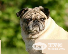 巴哥犬安静吗 有什么方法能让它安静