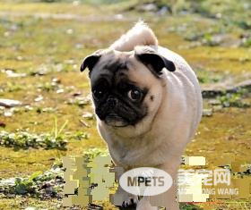 巴哥犬安静吗 有什么方法能让它安静