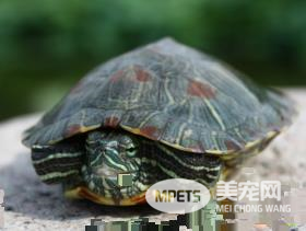 乌龟可以活多少年 自然生命一般为150年