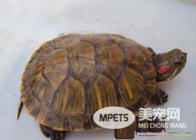 乌龟可以活多少年 自然生命一般为150年