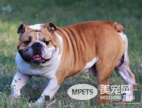 英国斗牛犬打架厉害吗 英国斗牛犬的生活习性