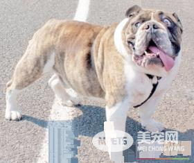 英国斗牛犬打架厉害吗 英国斗牛犬的生活习性