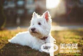 西高地白梗要剃毛么 有皮肤病的才会剃掉