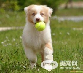 澳洲牧羊犬怎么养 要经常对犬进行调教