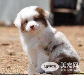 澳洲牧羊犬怎么养 要经常对犬进行调教